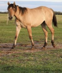 Miss Dunamita's 2019 Dun Filly